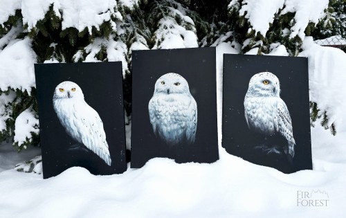 Kolekcja sowy śnieżne-FirForest.jpg