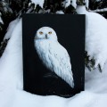 Sowa śnieżna3-FirForest.jpg